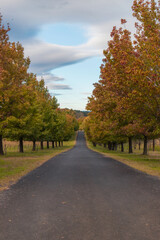 An empty road with maple trees on the side.