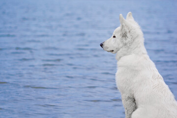 white dog in water