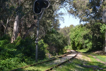 railway in the woods