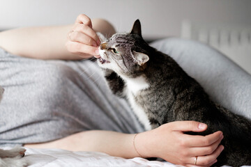 woman is feeding cat, cat eats from hands of girl, happy and satisfied cat with owner