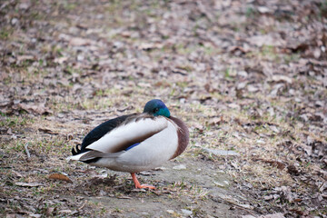 Drake hid his beak under his wing. View on a blurred background of autumn foliage. Close-up. Copy space