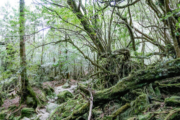 Deep green forest and rivers in Yakushima, Japan