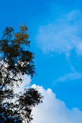 Obraz premium A vertical image of the blue sky with faint white clouds and trees in the left corner of the image.