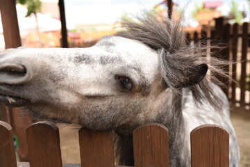 White and gray horse at the zoo