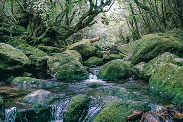 Deep green forest and rivers in Yakushima, Japan