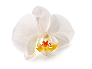 Fototapeta na wymiar White orchid blossom