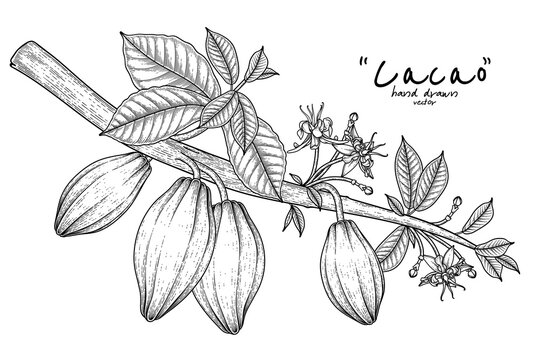 Cacao branch with fruits leaves and flowers hand drawn illustration