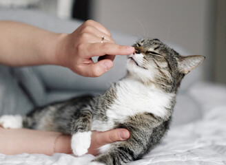 happy cat, owner is stroking the cat, cat sniffs the owner's finger