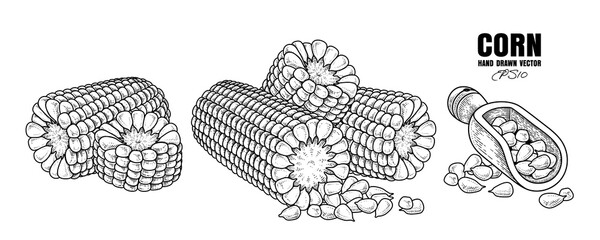 Set of ripe corn hand drawn sketch elements illustration
