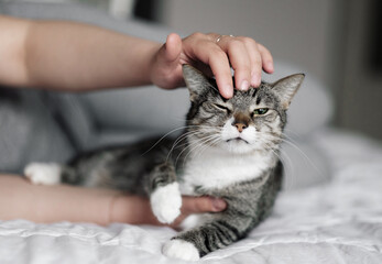 hand stroking a cat, cat and owner, funny muzzle of cat