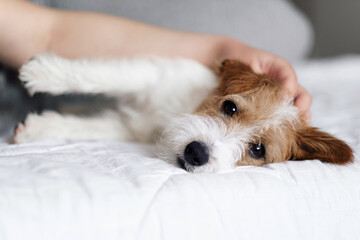 woman and dog lie on the bed together, handsome jack Russell terrier, dog looks at camera