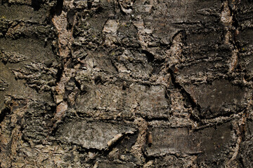 Photophone bark of a tree in the sun close-up. Aged tree bark close-up.