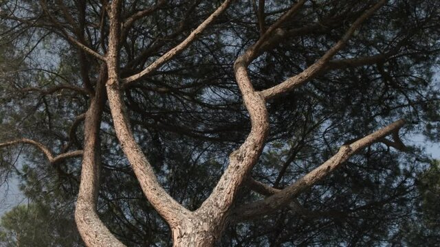 Detailed view of branches of Italian stone pine Pinus Pinea with its high textured cortex
