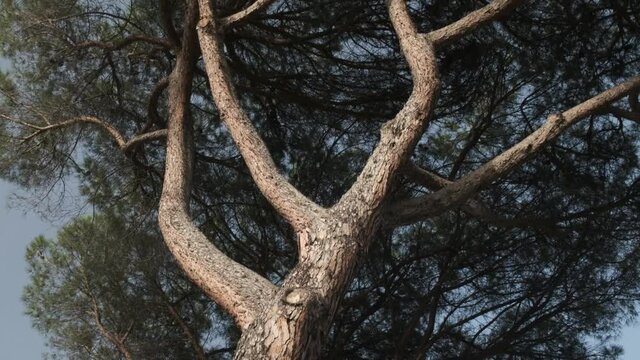 Detailed view of branches of Italian stone pine Pinus Pinea with its high textured cortex