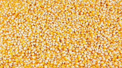 Corn seeds. Background. Text area.