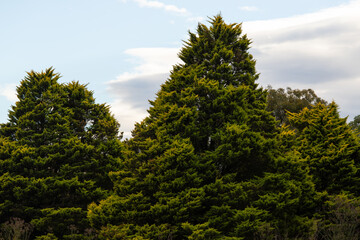 Obraz premium Green tall pine tree with cloudy sky.