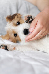 jack russell terrier lick hand of owner, man and dog lie on the bed together