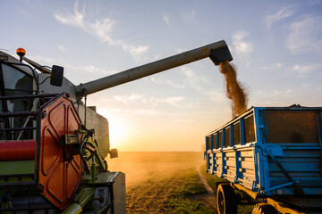 Combine transferring soybeans after harvest