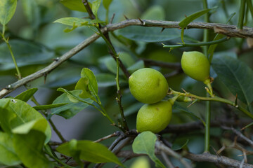 Fresh green Lemons hanging from the branch of a lemon tree with leafs