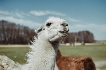 Young white llama in nature looks into the camera close-up