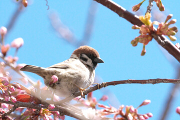 桜の木を訪れた雀