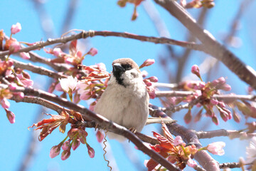 桜の木を訪れた雀