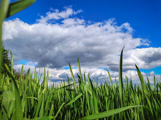 summer grass field sky beautiful