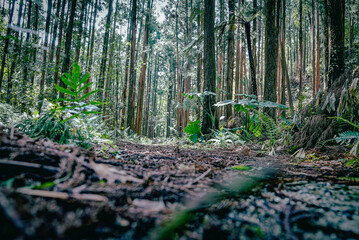Deep forest in Yakushima, Japan