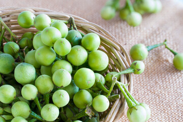 Turkey berries for eat a vegetable