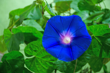 青い朝顔
