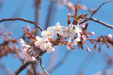 綺麗に咲いた北海道の桜の花