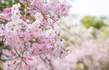 Naklejka premium 満開の八重桜