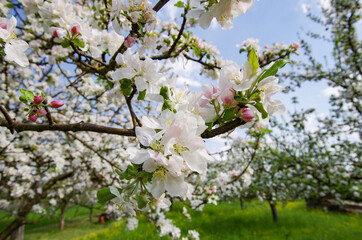 white blooming cherry tree