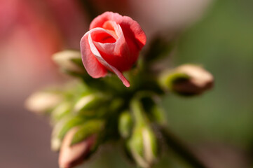 The newly blooming bud of the Fire Red Geranium Flower