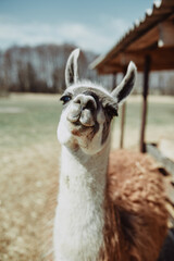 brown llama on the background of a green meadow grimaces at the camera