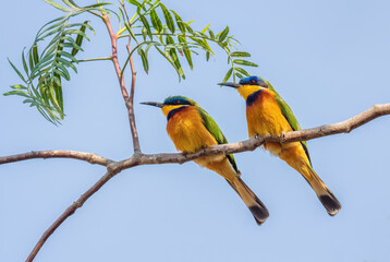 Blue-breasted Bee-eater - Merops variegatus, beautiful colored bee-eater from African woodlands, bushes and forests, lake Ziway, Ethiopia.