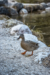 ducks