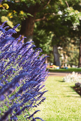 Purple lavender flowers in park