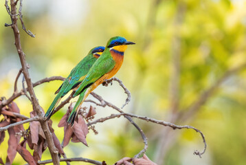 Blue-breasted Bee-eater - Merops variegatus, beautiful colored bee-eater from African woodlands, bushes and forests, lake Ziway, Ethiopia.