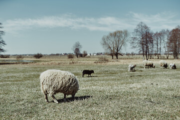 Fototapeta premium Small flock of sheep in the pasture