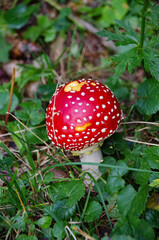 fly agaric mushroom