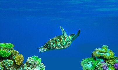 big turtle swims underwater