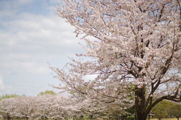 Fototapeta premium blossom in spring