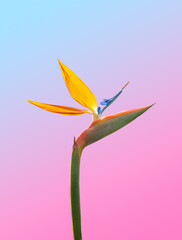 Bird of paradise flower in colorful background