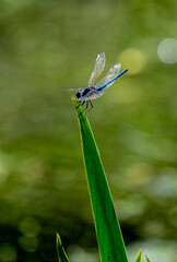 blue dragon fly