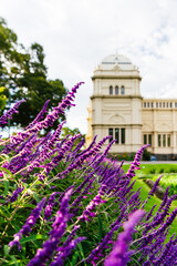 Royal Exhibition Building and, lavender in Melbourne, Australia