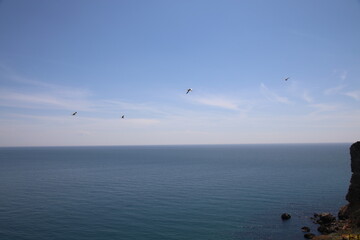 Fototapeta na wymiar Gull, black sea coast, bulgaria