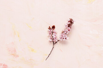 Fresh branch with pink flowers on pastel background. Spring concept. Minimalist flat lay, top view, copy space