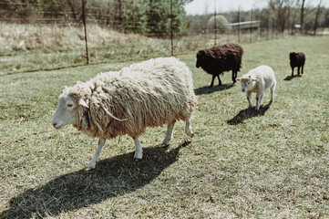 white sheep running across a green meadow