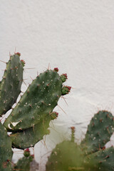 Close up of succulent against white wall. Natural concept. 